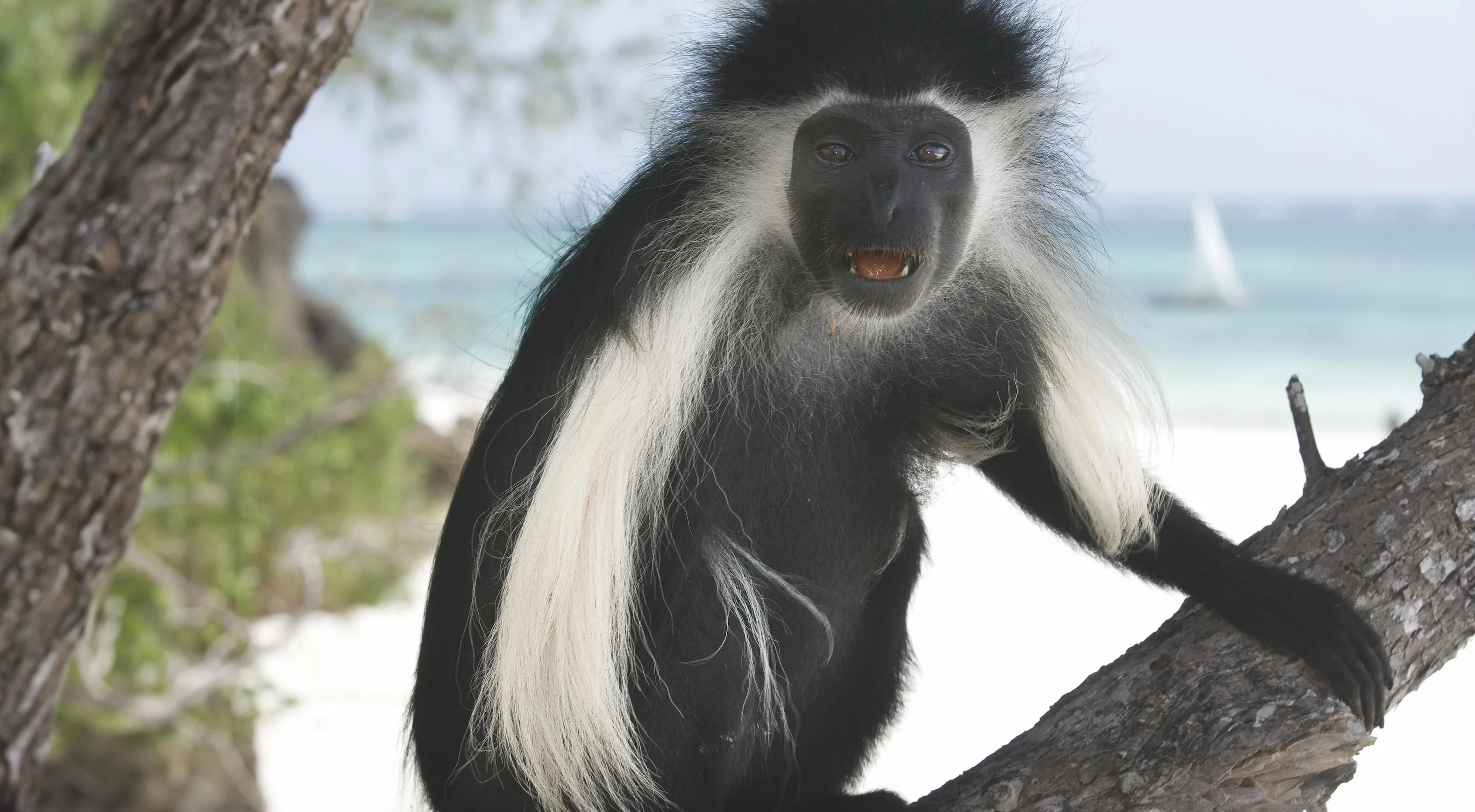 Colobus monkey foraging in the trees in Diani coastal forest